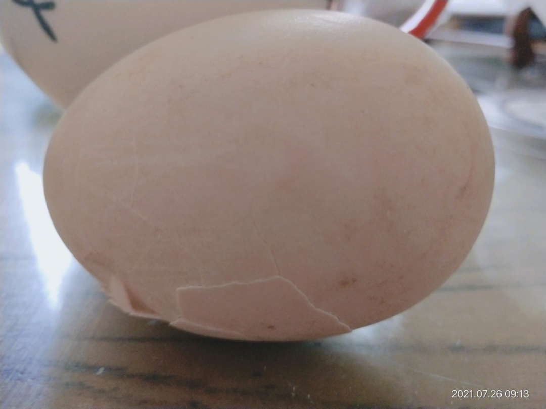 鹅蛋孵化15天照蛋图图片