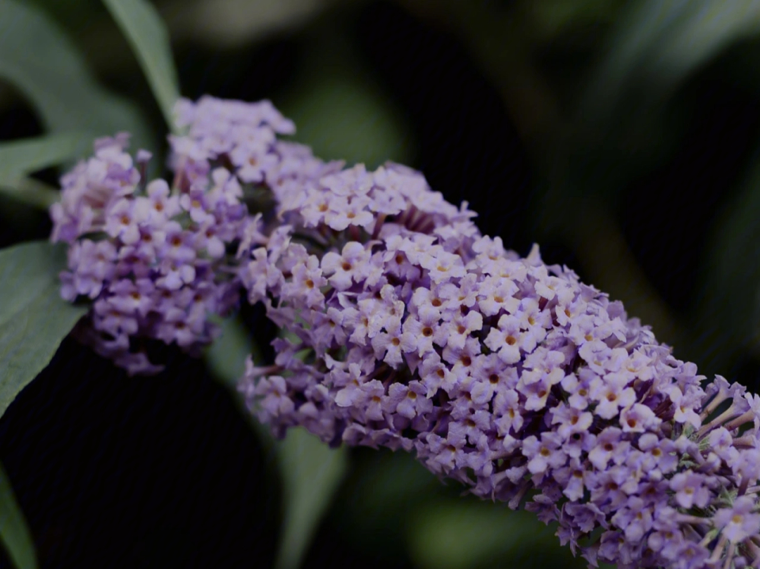 78醉鱼草lindleysbutterflybush