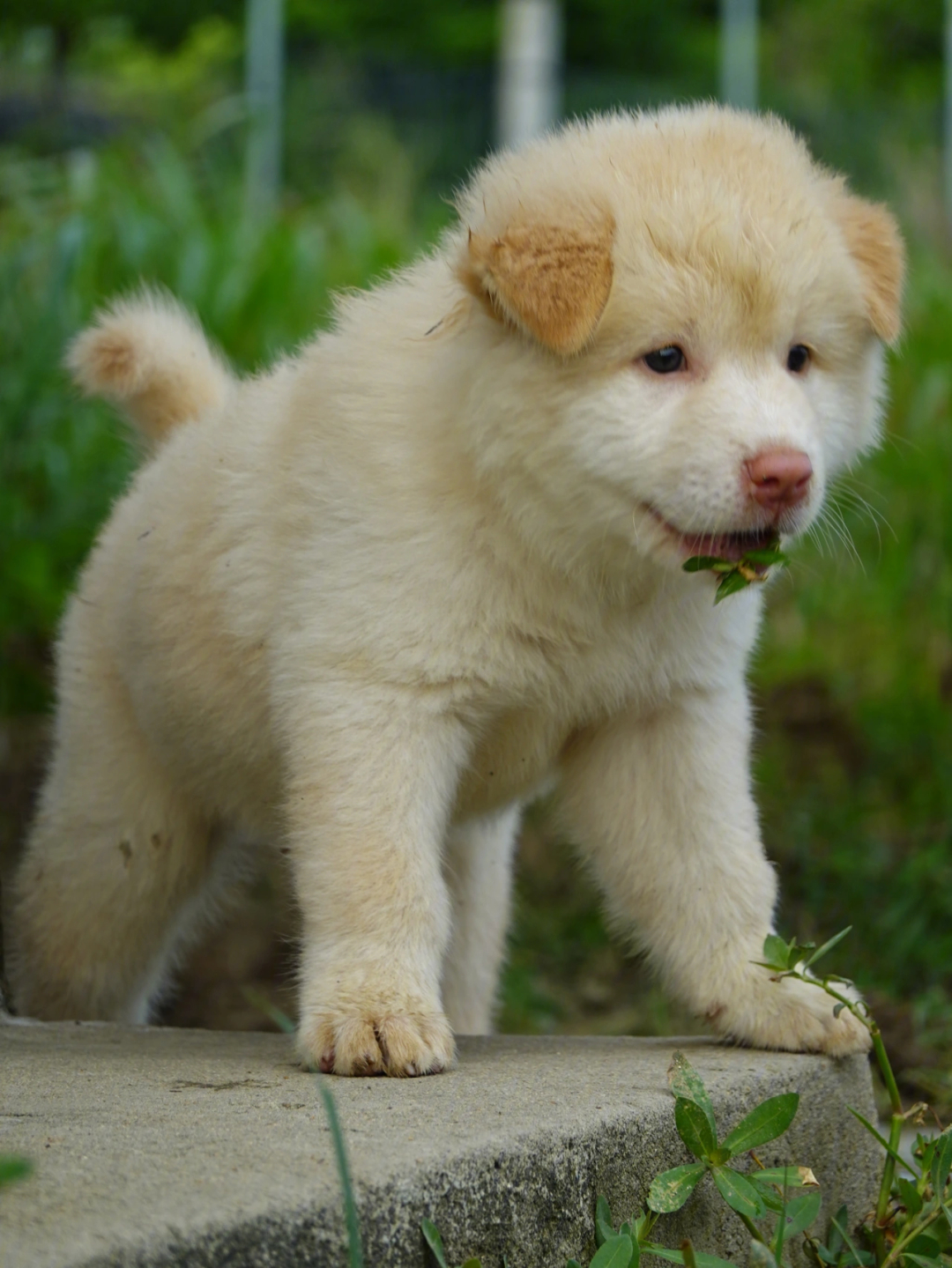 田园犬幼仔