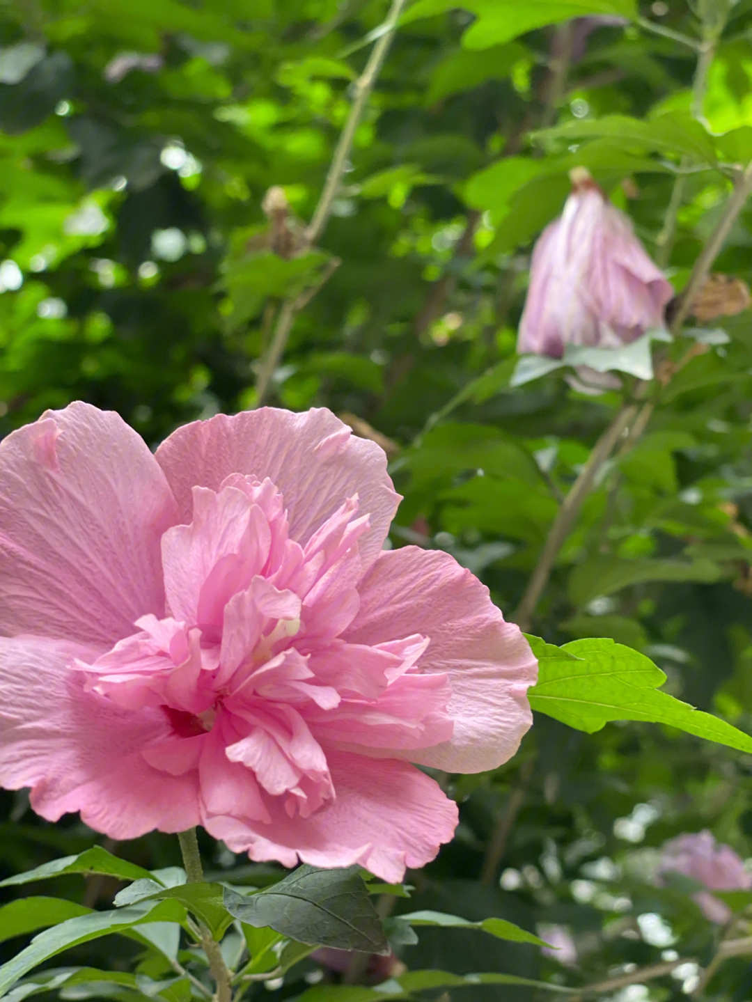 木槿花开