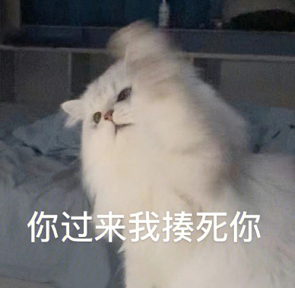 暴力沙雕猫图片