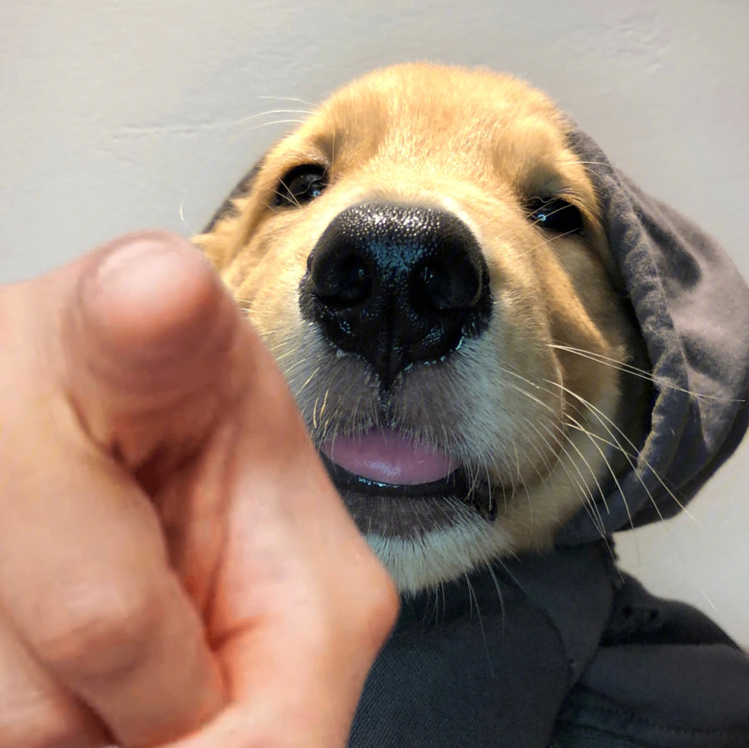 一个狗用手指指人表情图片
