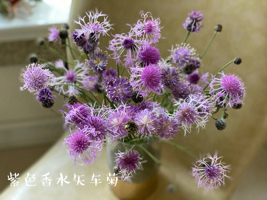 紫色矢车菊花语图片