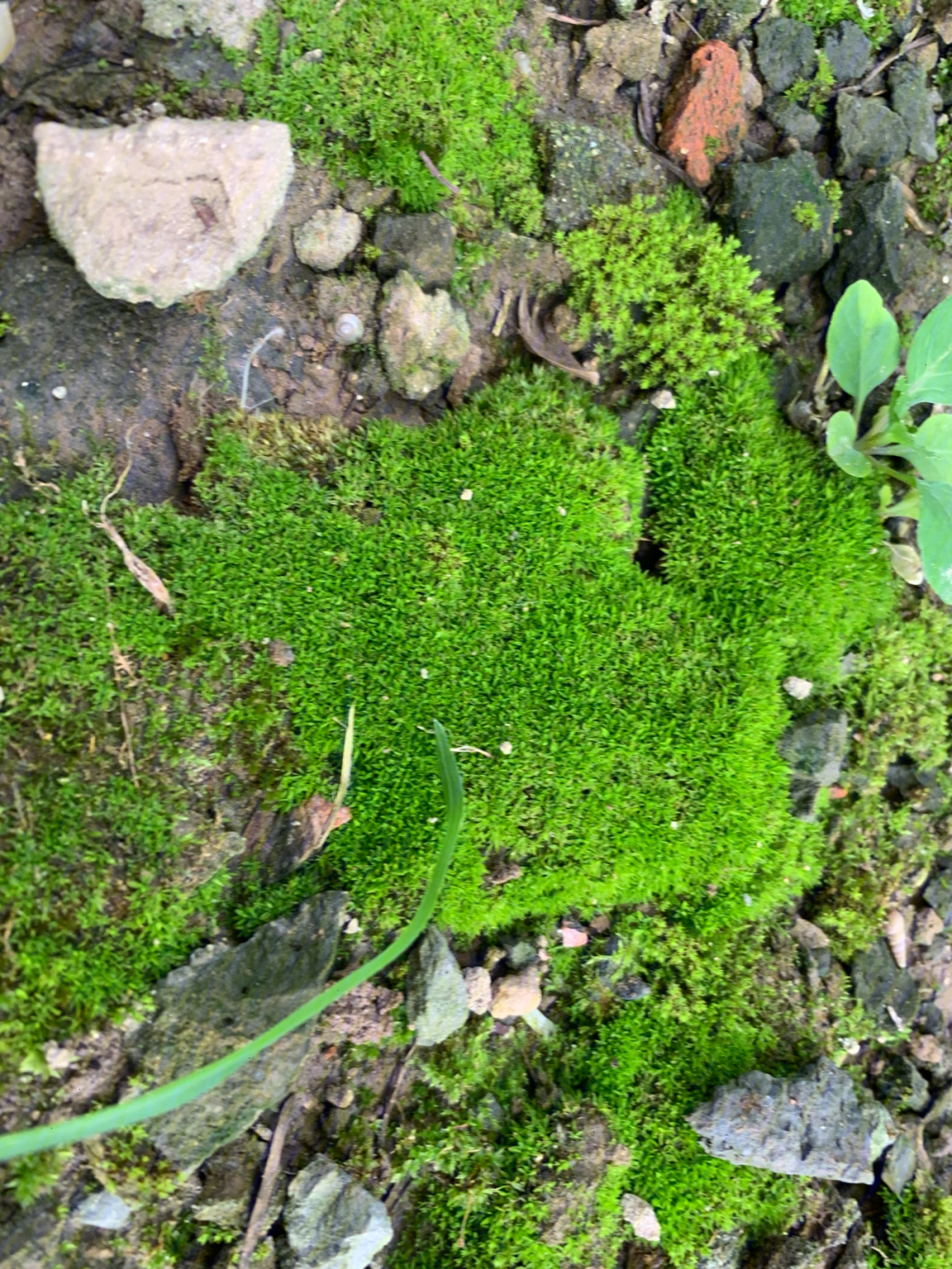 苔藓植物