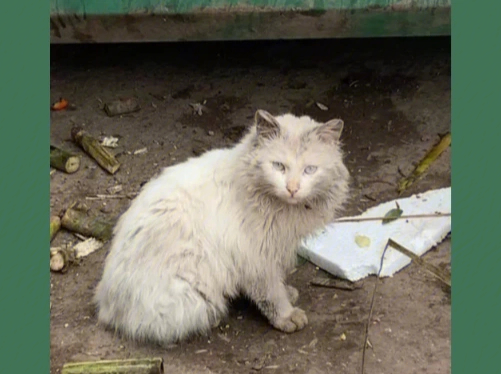 呼吁呼吁好心人收养身边的流浪猫犬