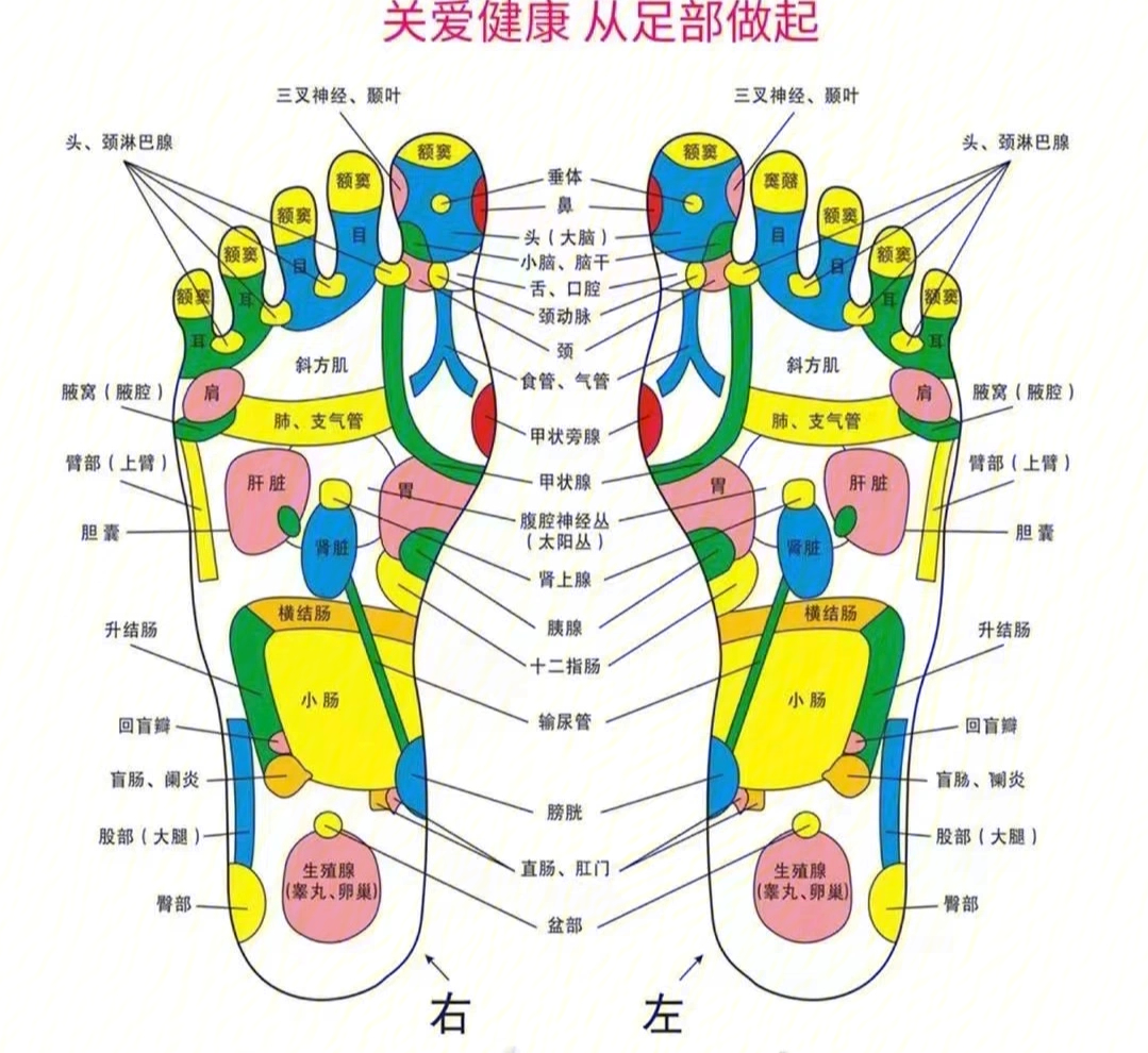 位69以及各61腑脏69的反射区