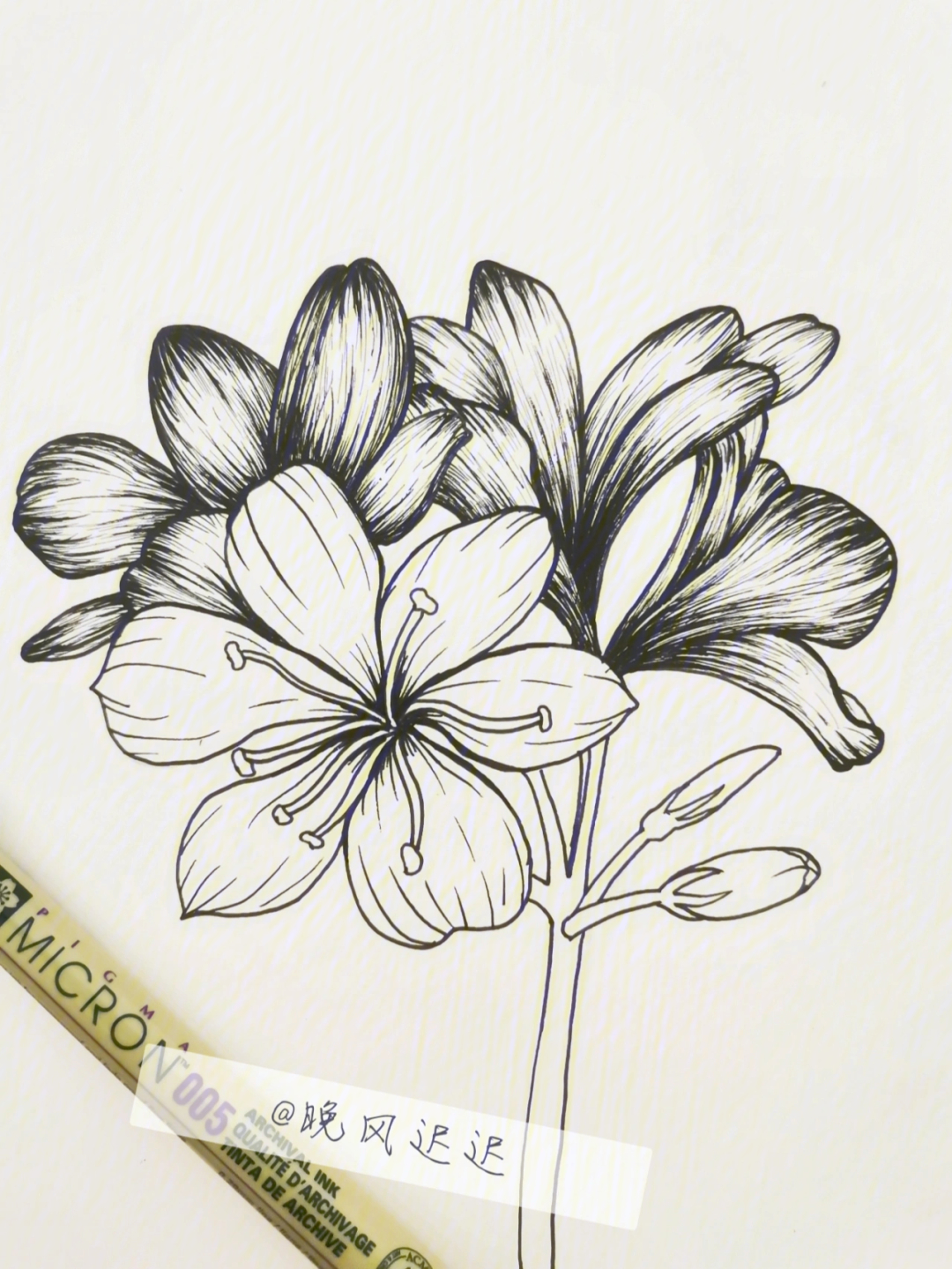 黑白线描花卉丨君子兰丨附步骤