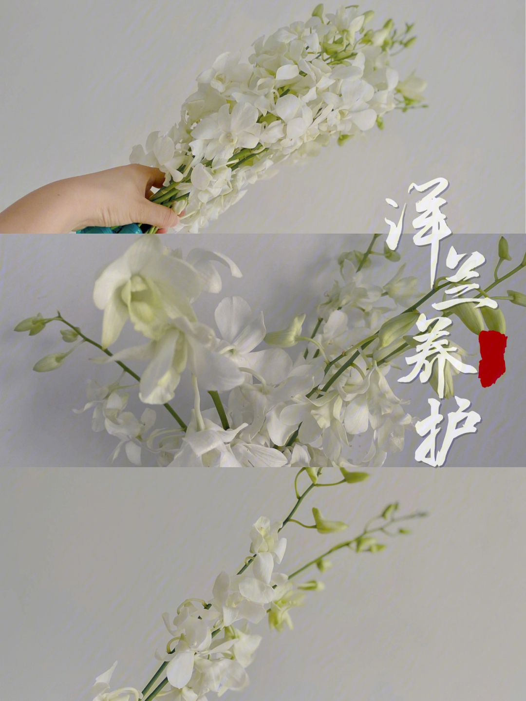白色洋兰的花语图片