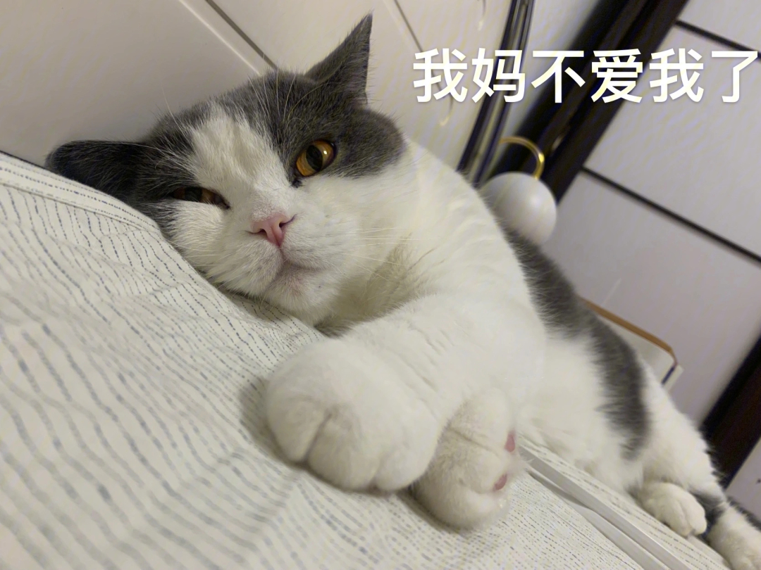 七宝小圆子猫咪图片