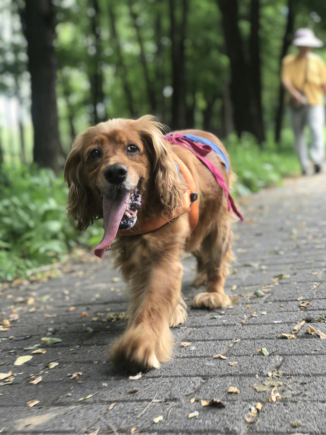 北京可以带狗的公园图片