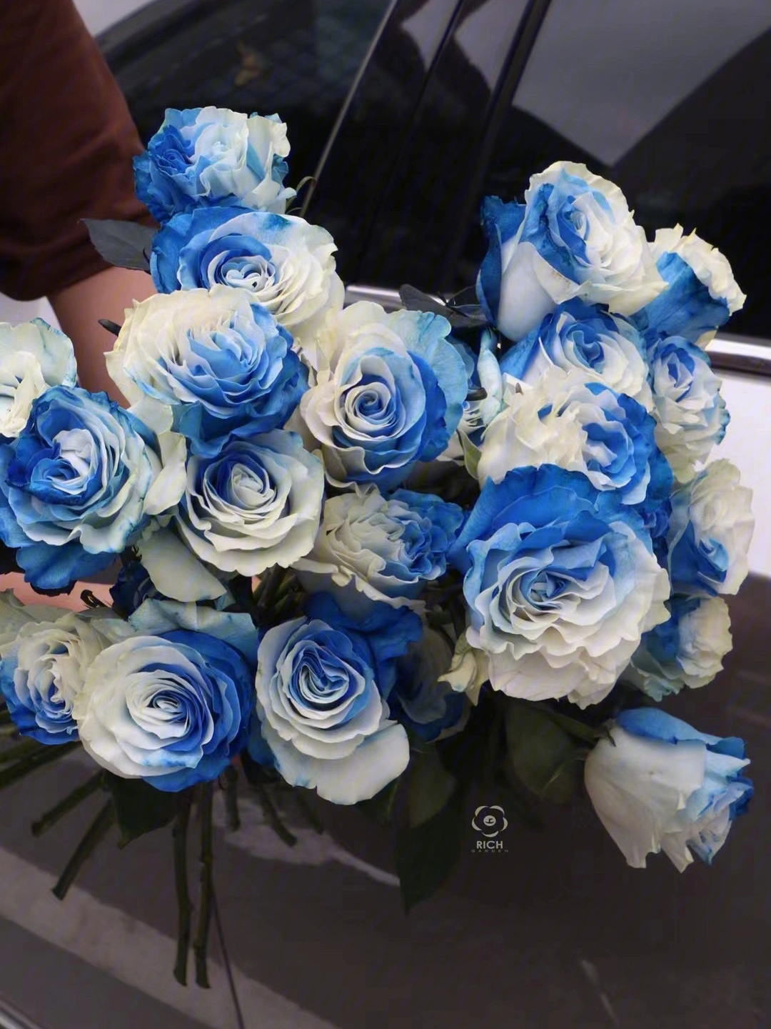 白色玫瑰上面带蓝色图片