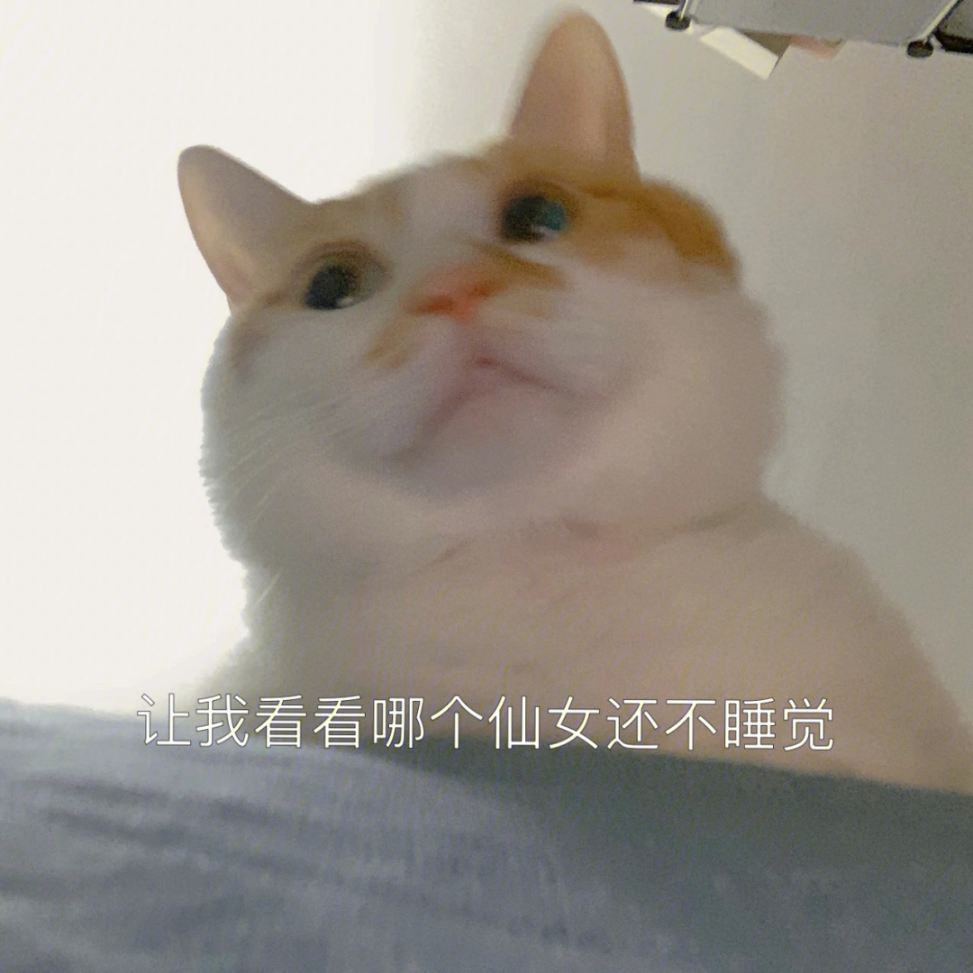 喂小猫咪叫你早睡了