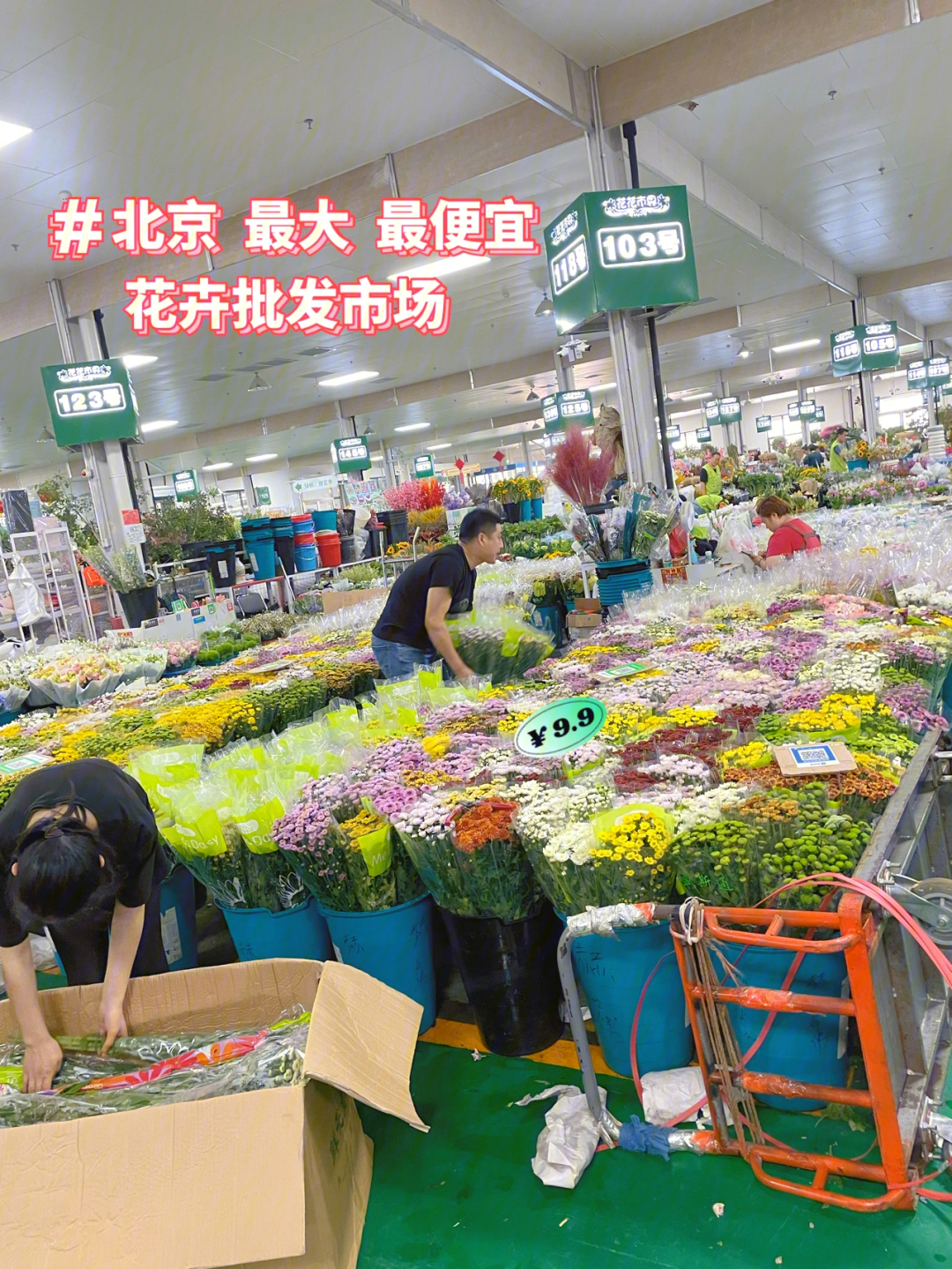 北京最大最便宜绿植花卉批发市场攻略