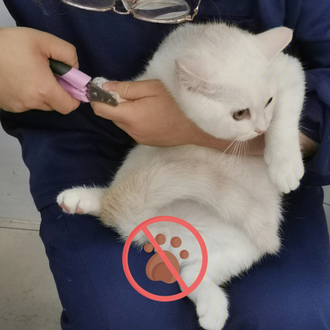 猫咪剪指甲
