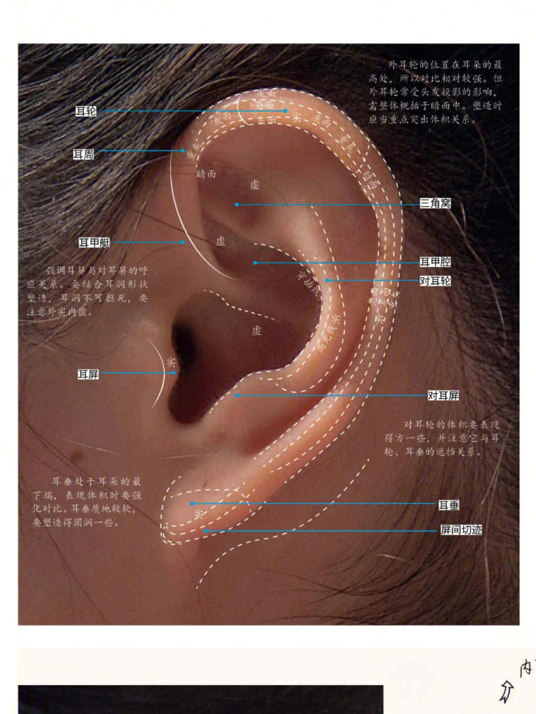 耳垂图解图片