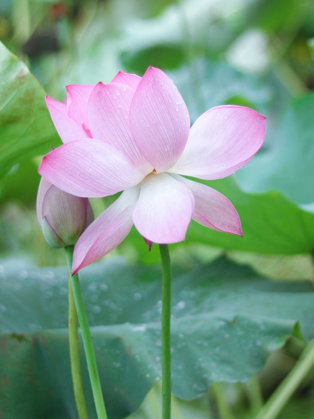 湖南省植物园拍照点雨后荷花小清新色调