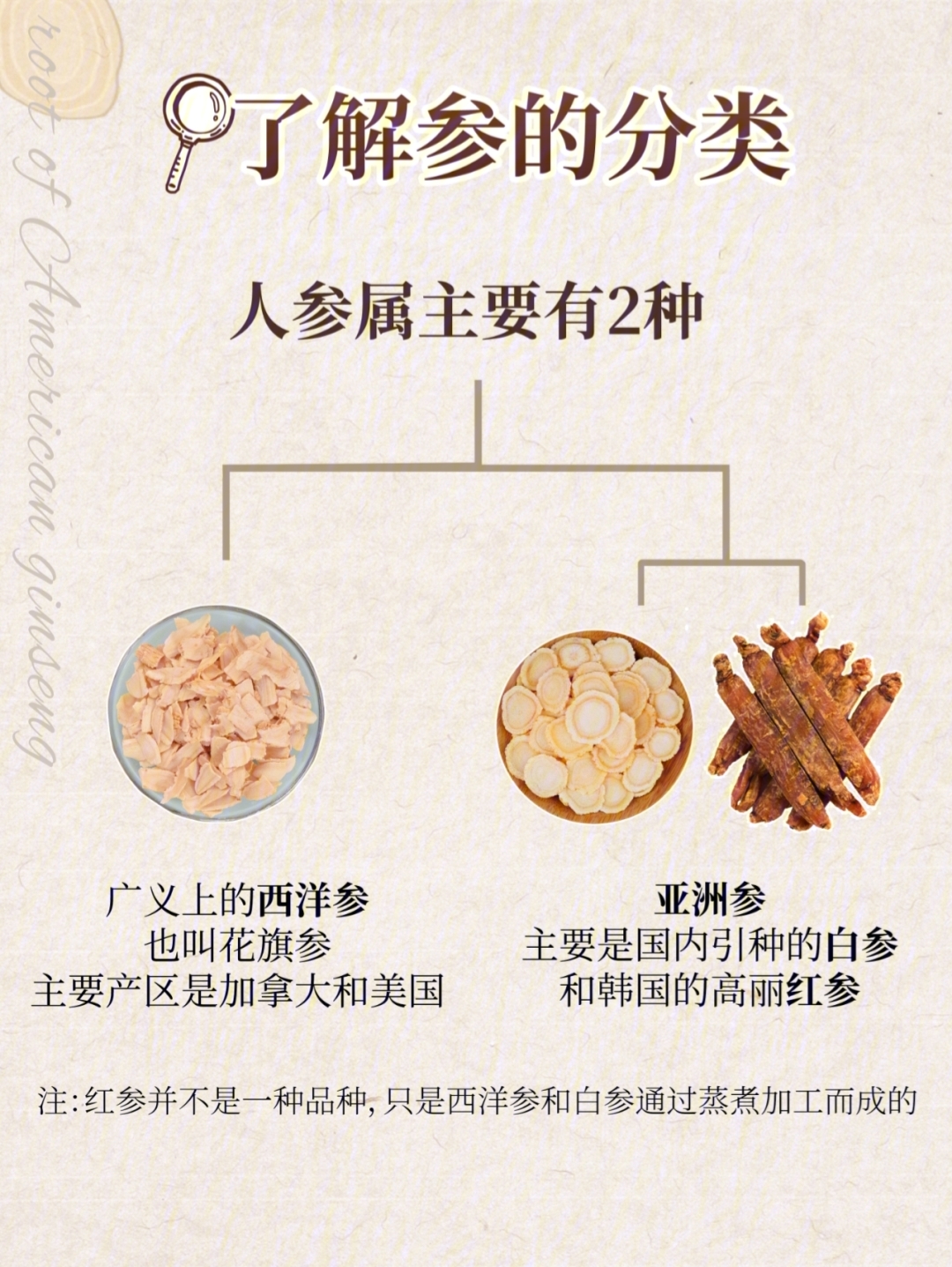 人参和西洋参图片对比图片