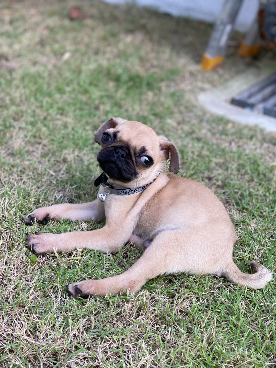 八哥犬长大的样子图图片