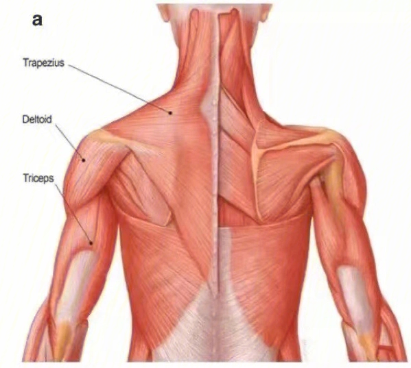 肩部肌肉图分布图片