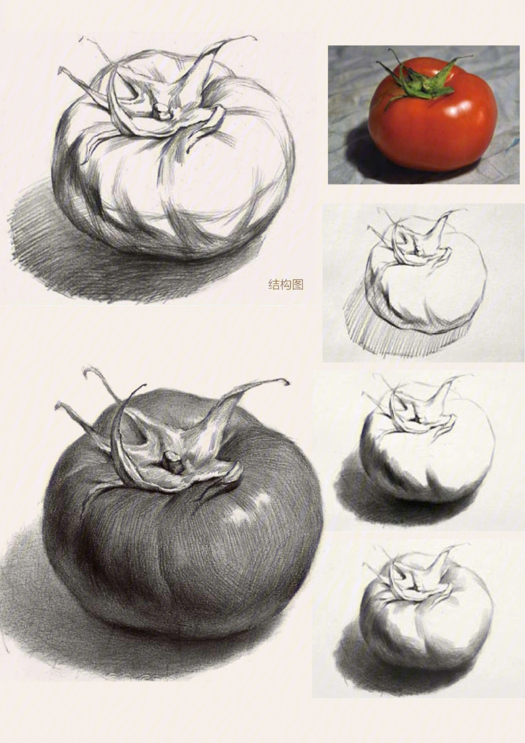 西红柿素描结构图片