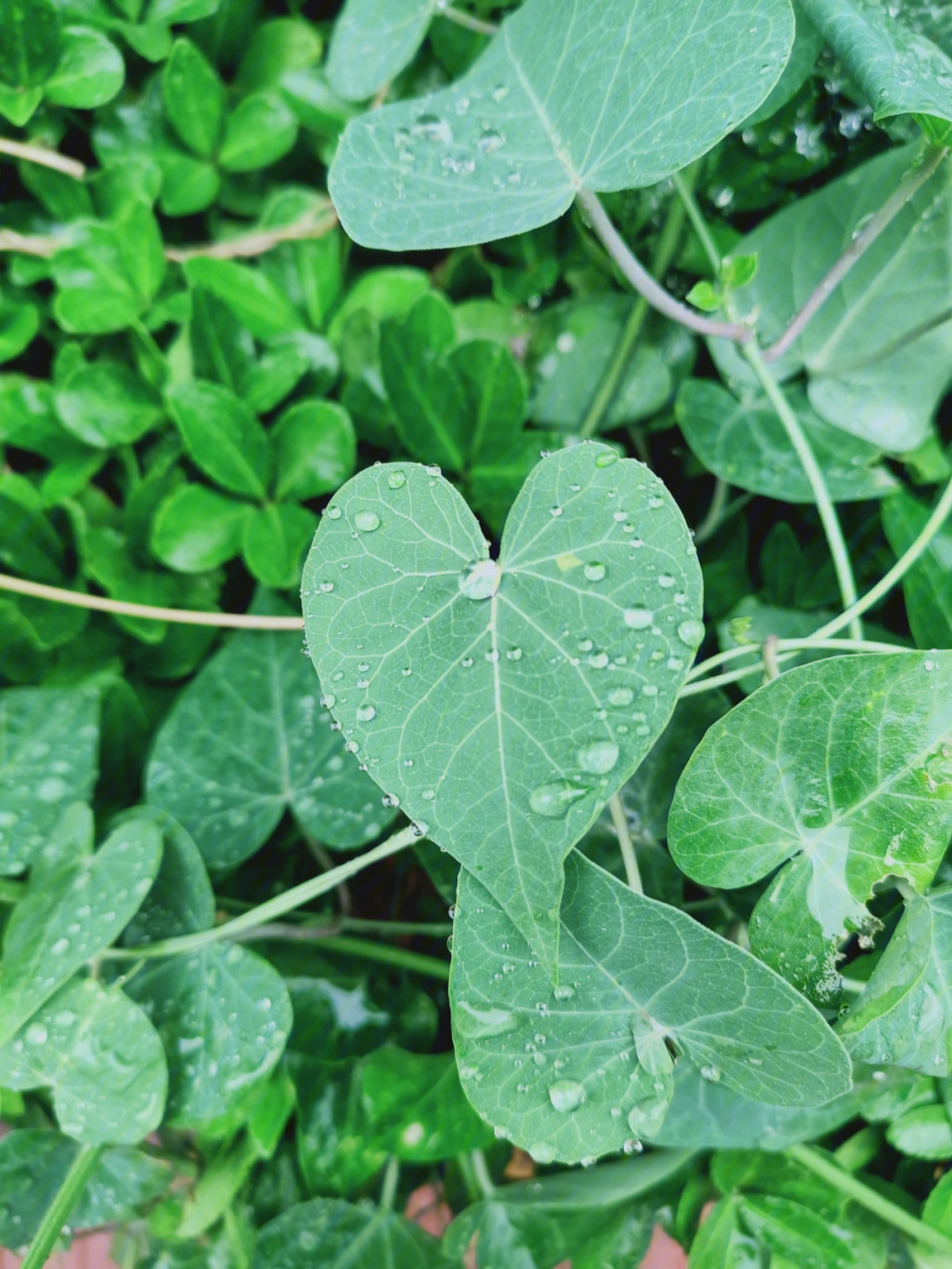 雨后的大自然