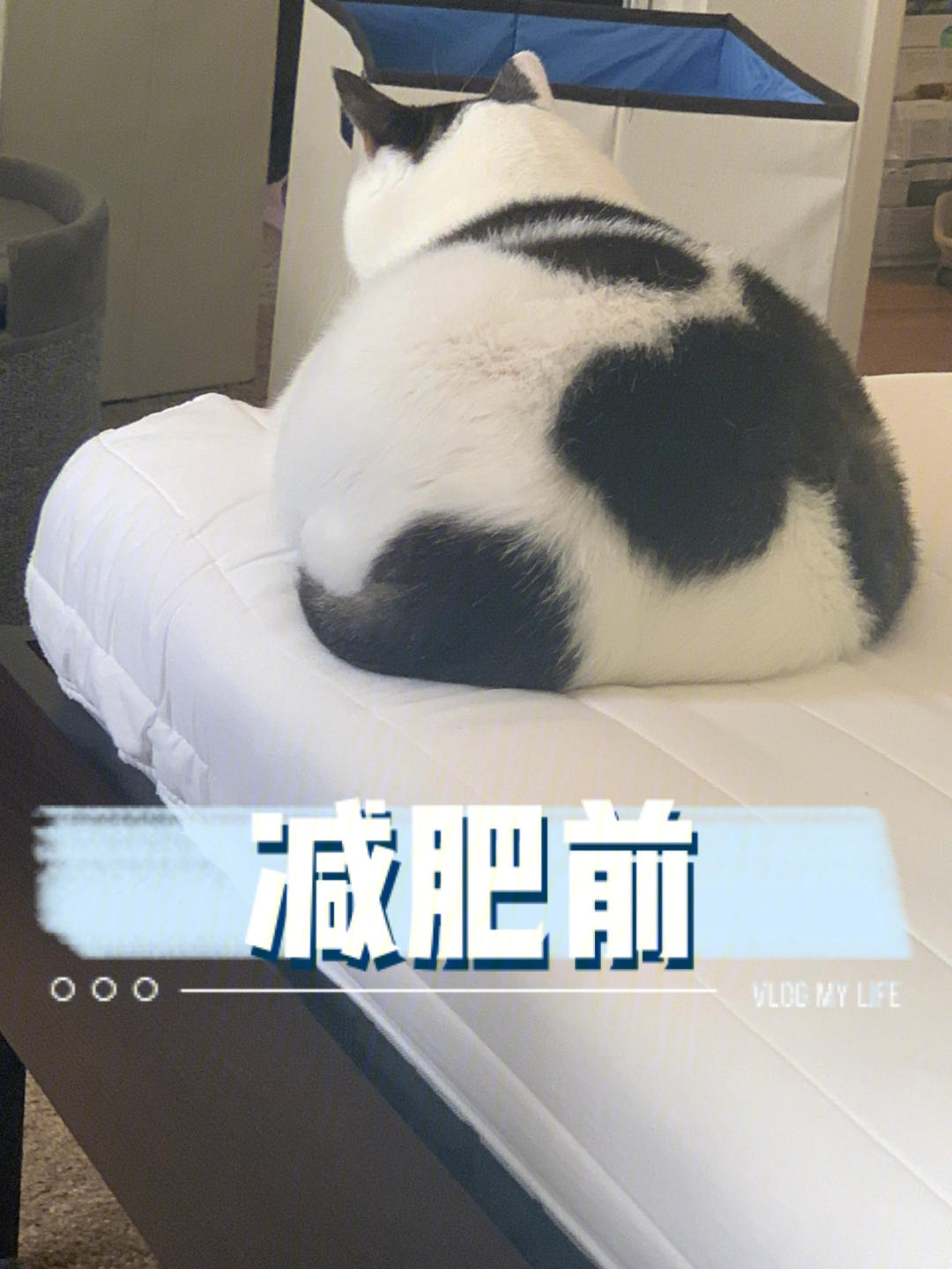 猫咪减肥表情包图片