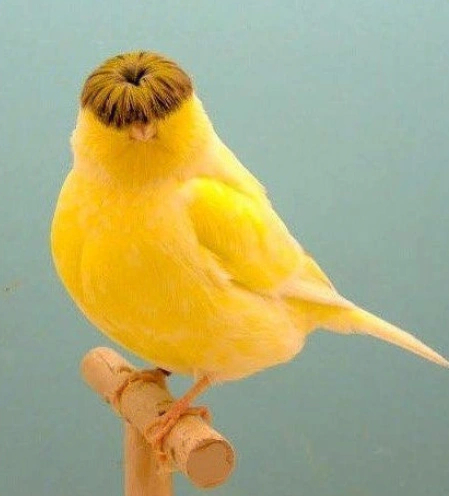 西瓜头的凤头金丝雀图片