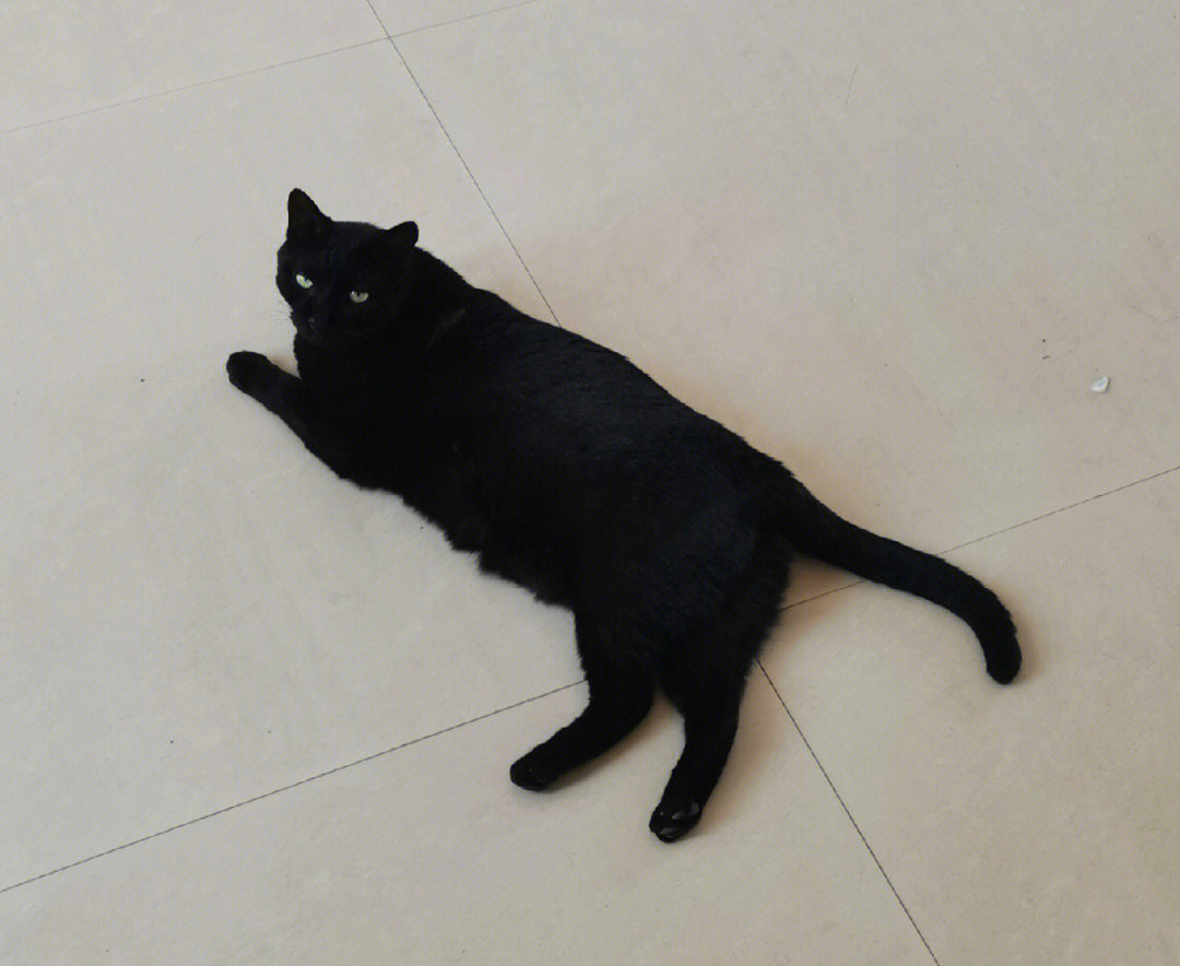 我的二次元黑猫