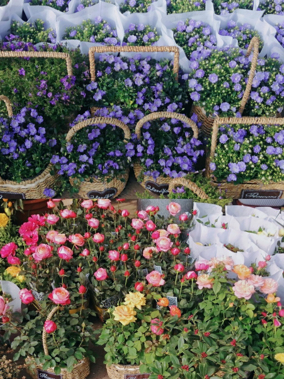 三圣乡万福花卉市场图片