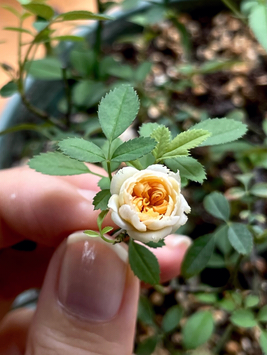 一朵迷你的小黄花微缩树脂粘土花