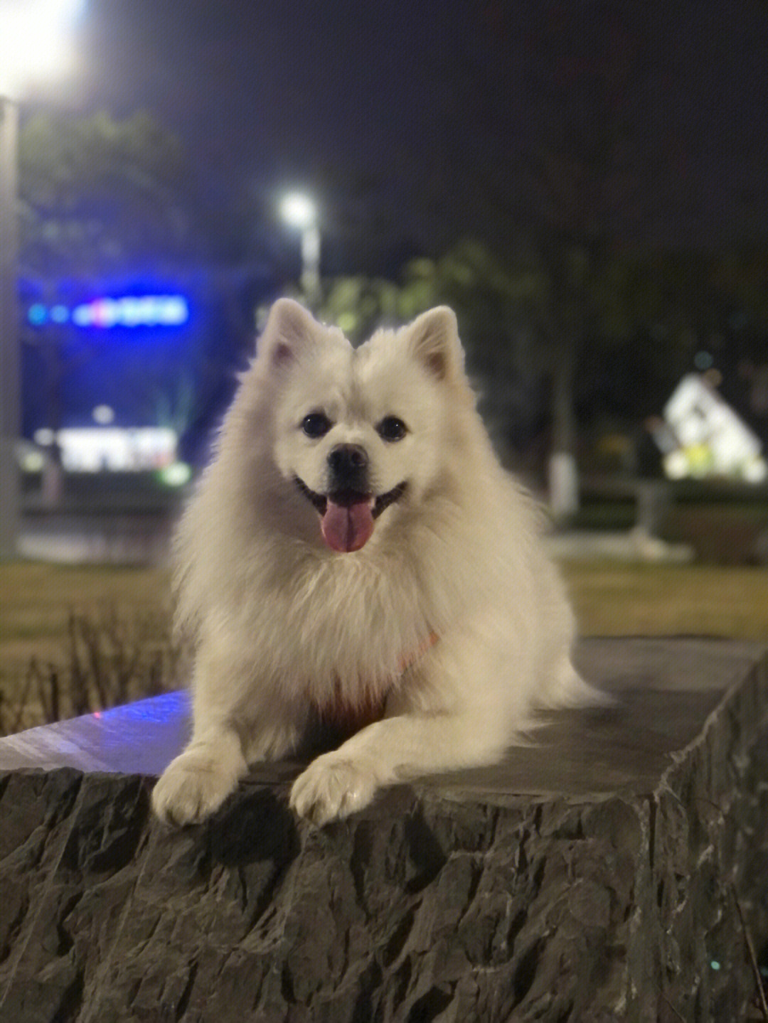 博美犬最大有多大图片