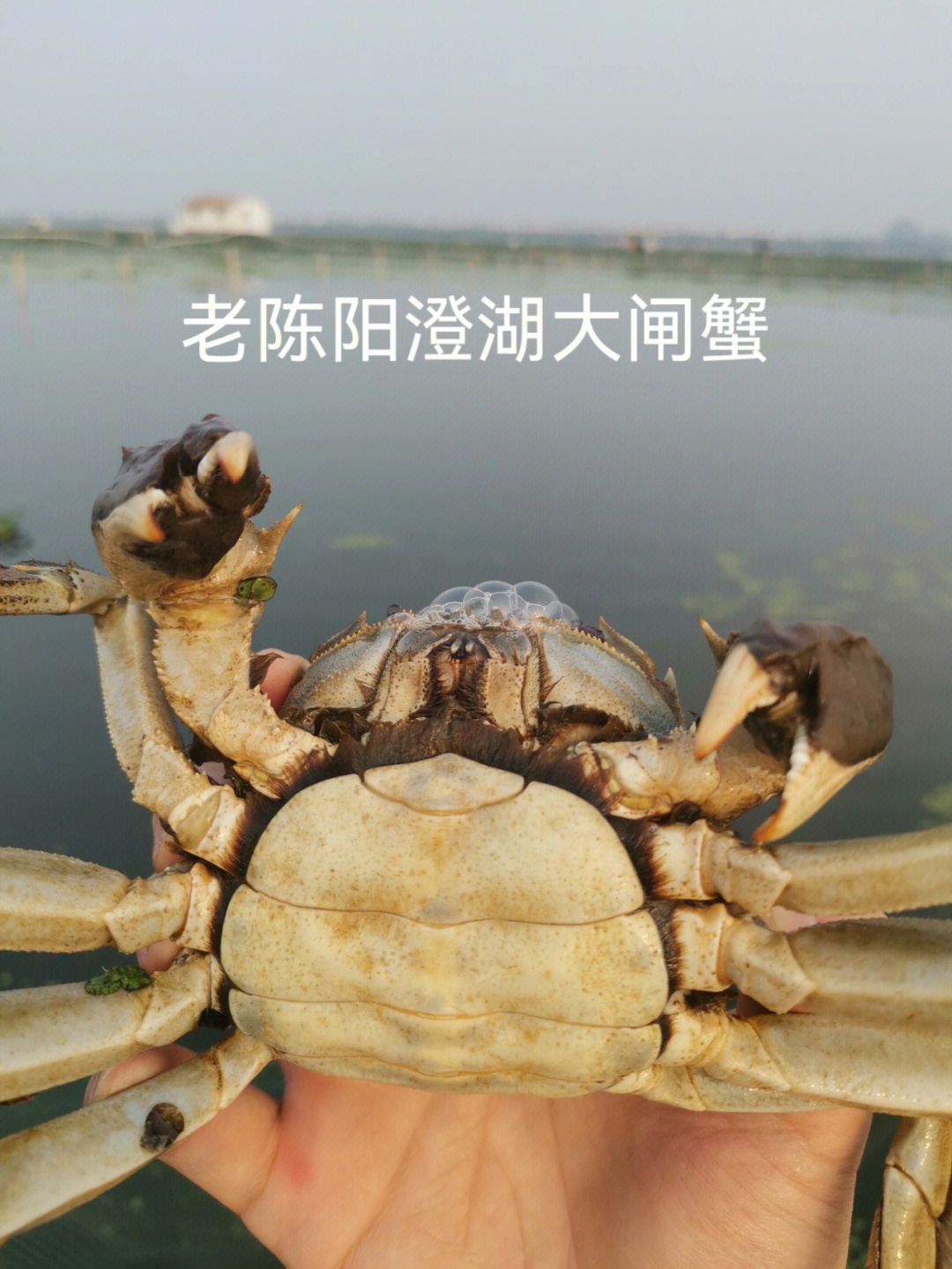 阳澄湖大闸蟹