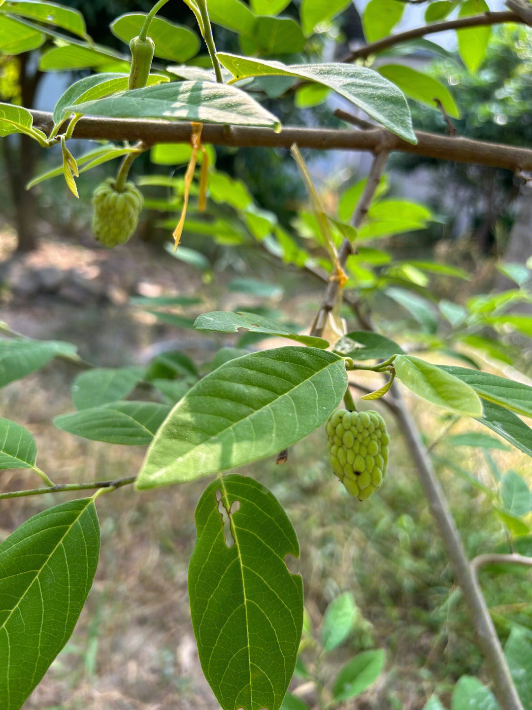 释迦摩尼果种植方法图片