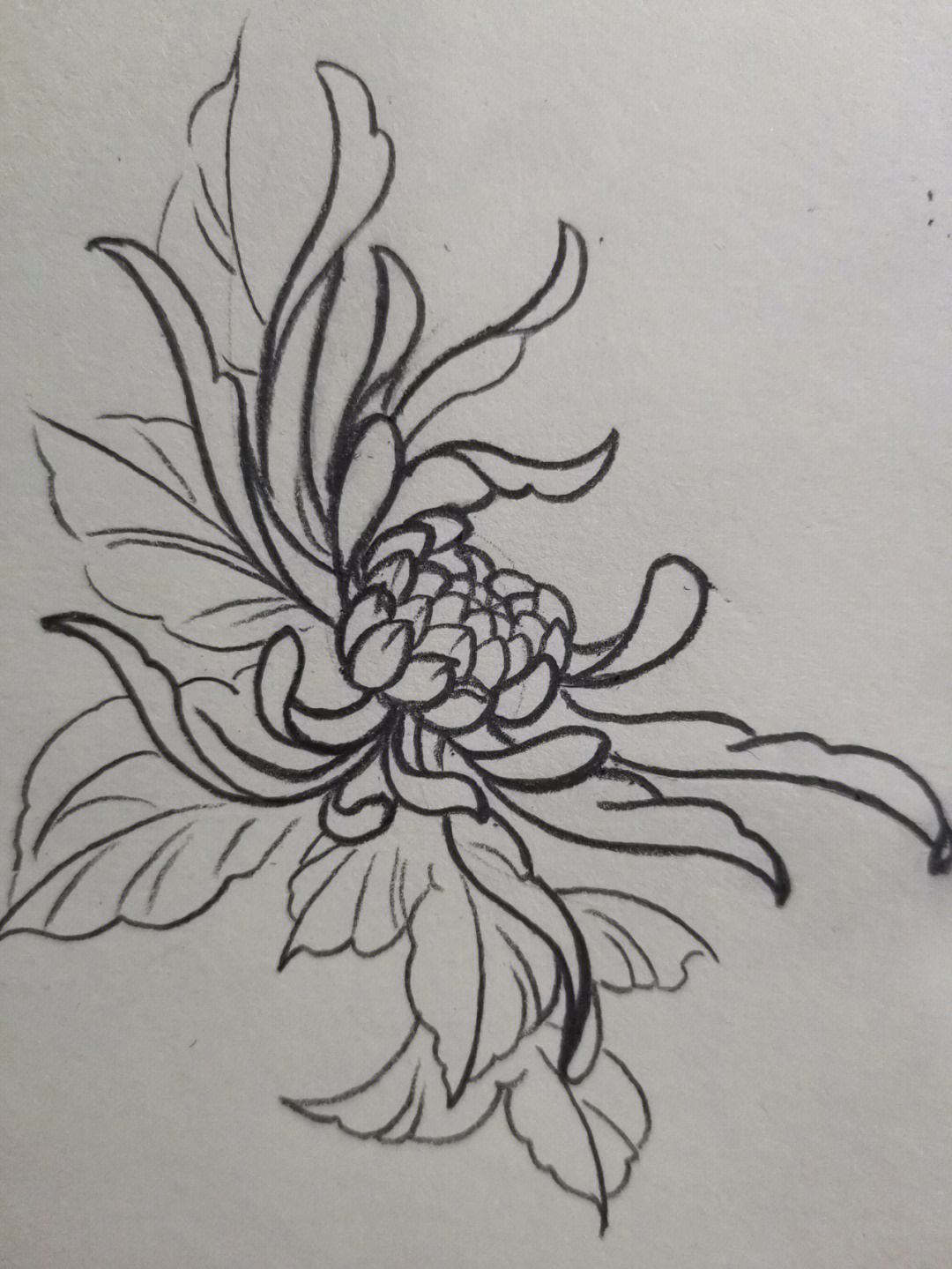 菊花的生长过程 绘画图片