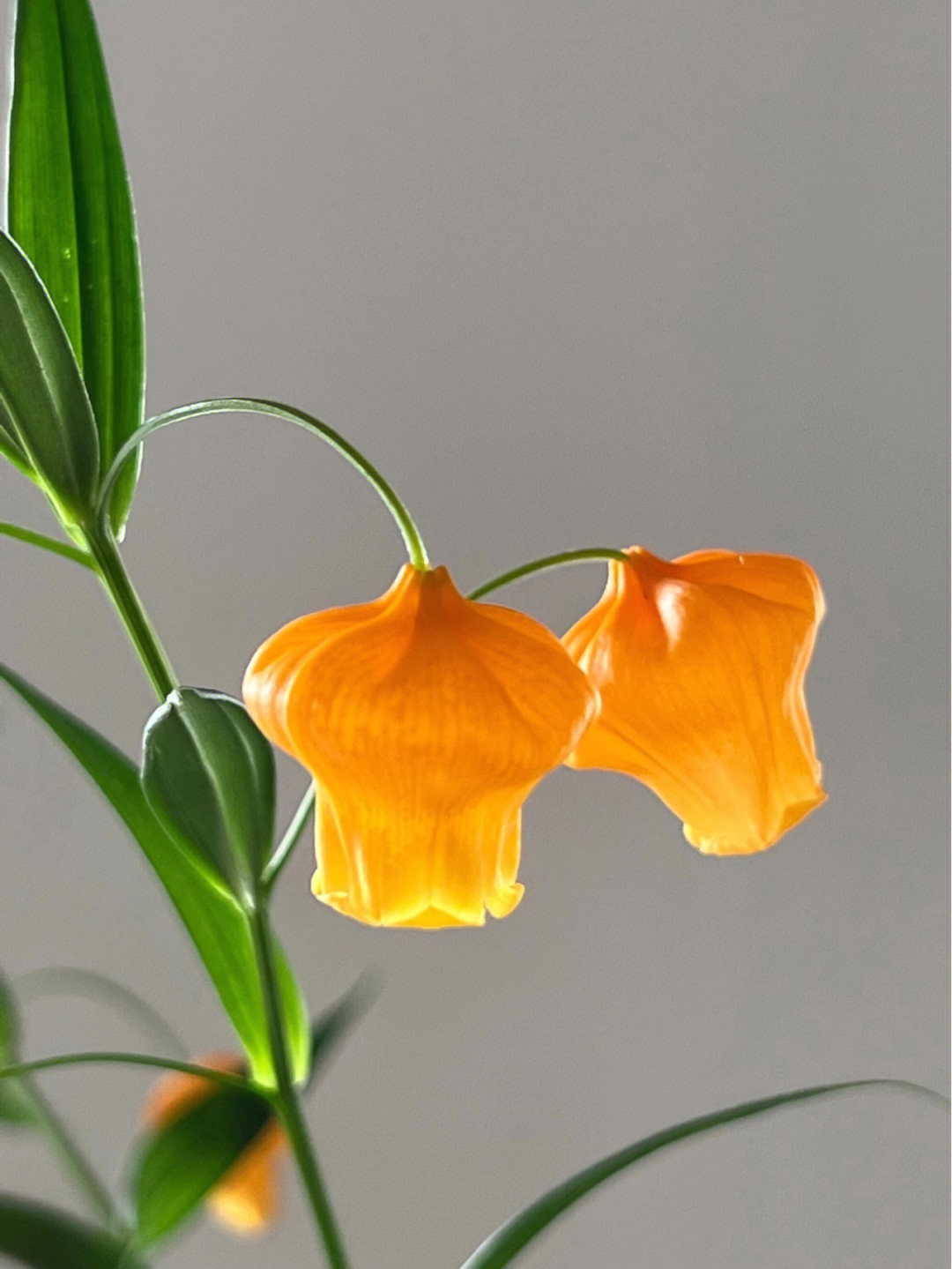 每日植物宫灯百合