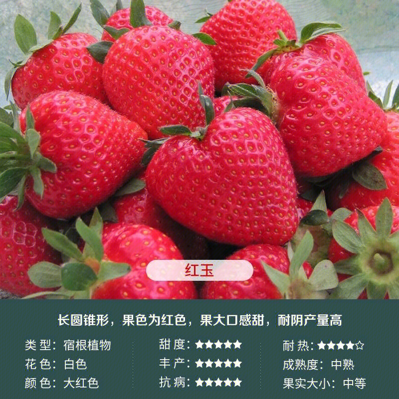 草莓品种大全及照片图片