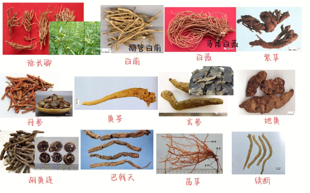 根及根茎类中药一览表图片