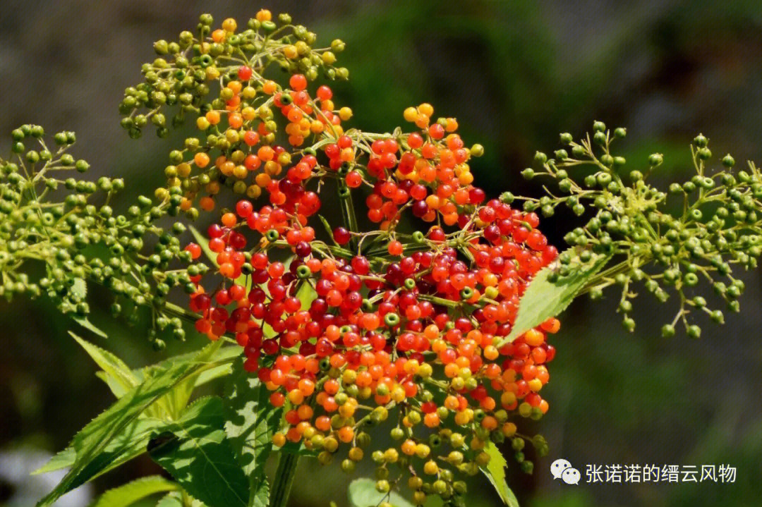 接骨草是西南地区非常常见的多年生草本植物,羽状复叶