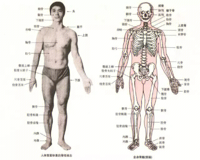 人体的37个骨性标志图片