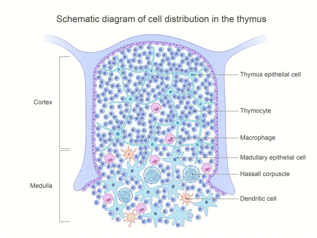 thymocyte图片