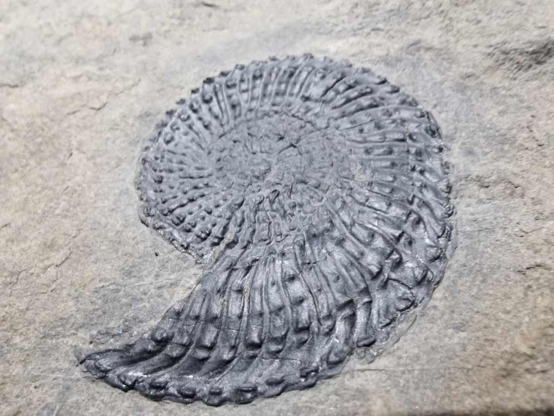 中三叠世卡尼期的粗菊石化石