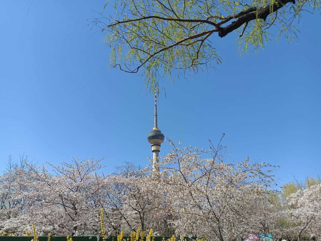 去了一次玉渊潭公园去看樱花94,人很多,我是中午12点多到达公园西门