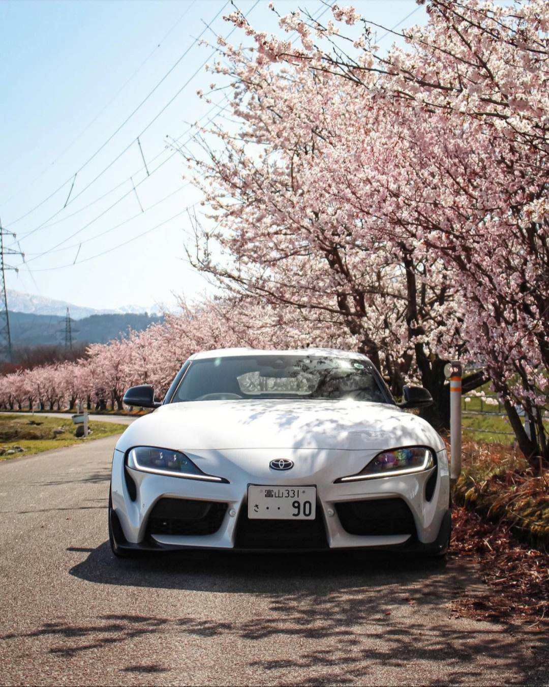 丰田supra�樱花季