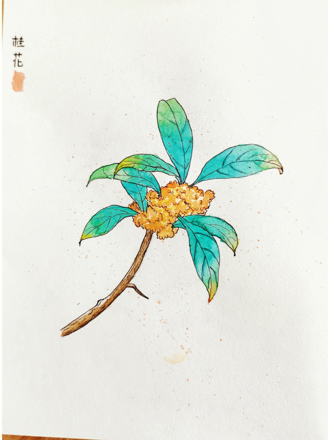 桂花树的图画的画法图片