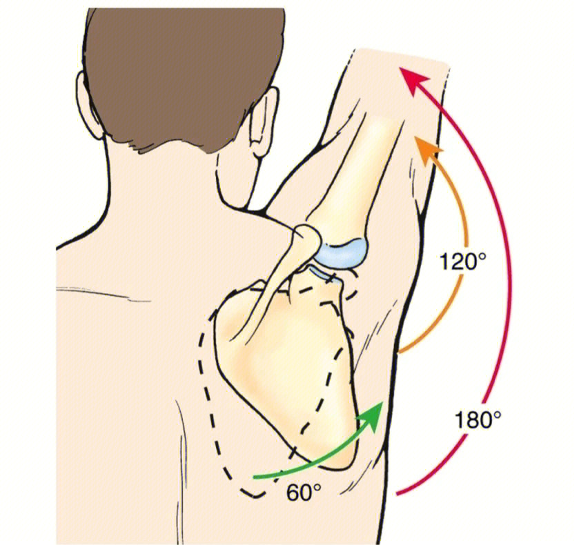 肩关节八个活动度图片
