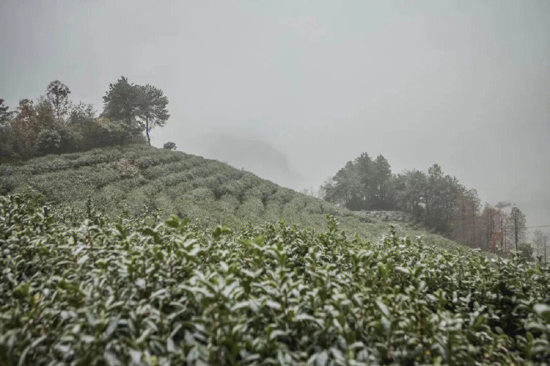 金华旅游攻略词人毛文锡在《茶谱》中写道"婺州有举岩茶,斤片方细