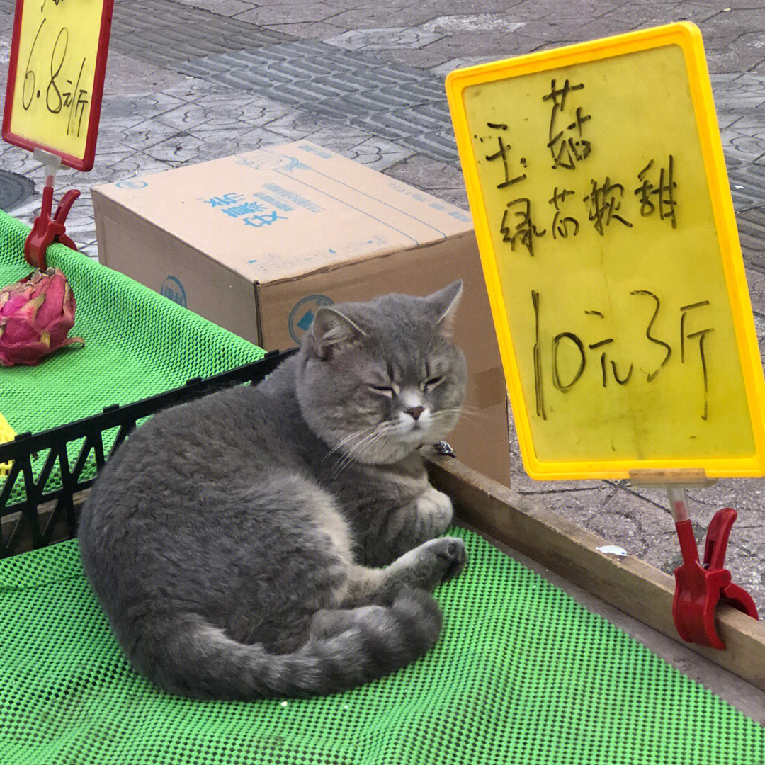 小猫十元一只在哪买图片