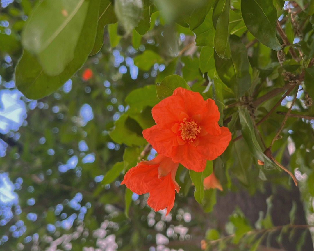 石榴花五月花主六月采