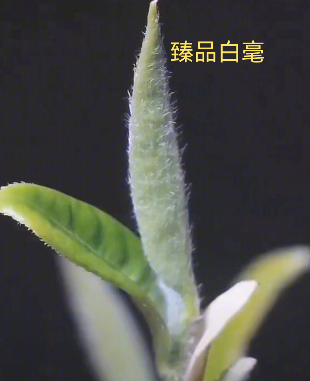 白毫野菜图片