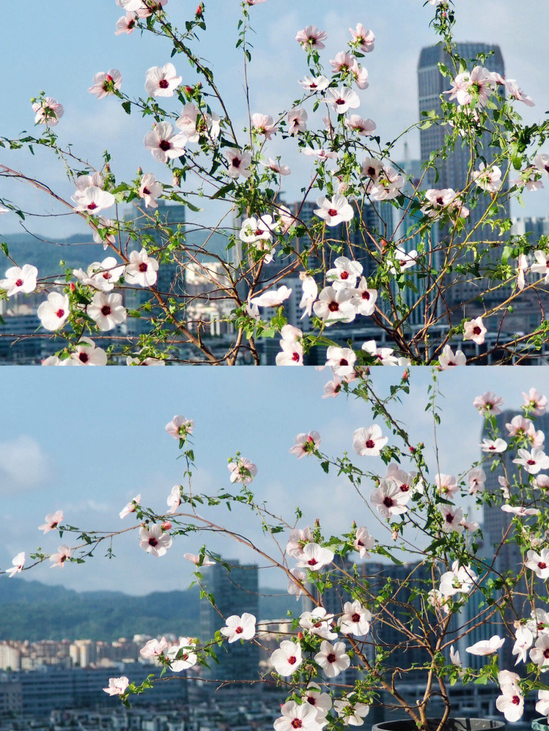 高砂芙蓉葵不比小木槿好看好养?为啥不火呀